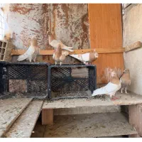 کبوتر،کفتر،زردی کاشان