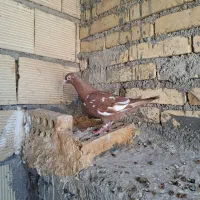 نر دوکتی ماده ملیمنز