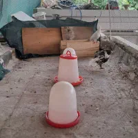 کبوتر شهری
