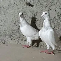 کبو تر