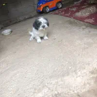 سگ مهربون|سگ|لنگرود, |دیوار