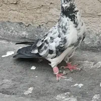 کبوتر  شمرونی  قاره