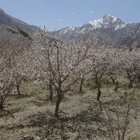 باغ میوه تونل سیرچ درختان ثمری آب دائم  نصف قیمت