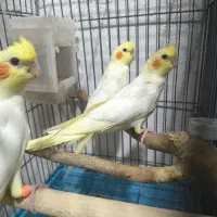۳عدد جوجه عروس لوتینو ۵۰ روزه