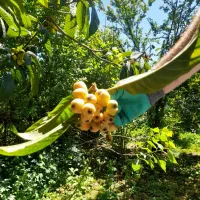 ازگیل ژاپنی