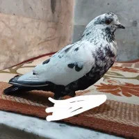 کبوتر پلنگ