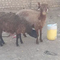 کاور بره . کاور افشاری .بره ماده .بز میش