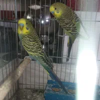 مرغ عشق نر