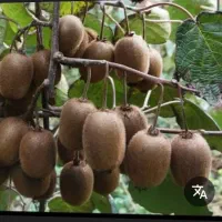 آبیاری باغ کیوی وحرص وعلف زنی