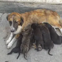 سگ ...