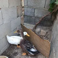 دو عدد اردک محلی کاملا سالم و بامزه