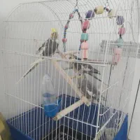 عروس هلندی