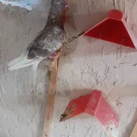 کبوتر دم سفید وسار