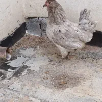 خروس