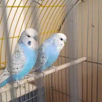 مرغ عشق انگلیسی نر و ماده