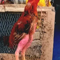 خروس لاری افغان