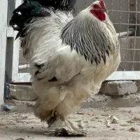 جوجه و مولد برهما کیفیت درجه یک