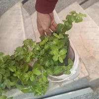گل ناز|گل و گیاه طبیعی|نیشابور, باغ نو|دیوار