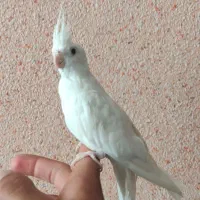عروس هلندی