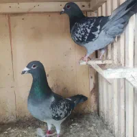 جفتگاه جان اردن مسافتی