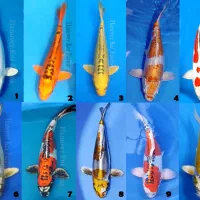 فروش انواع ماهی کوی قرمز پیتوپاک بالاترین کیفیت