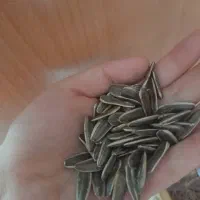 تخمه خام خوی