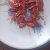 بذر آفتابگردان