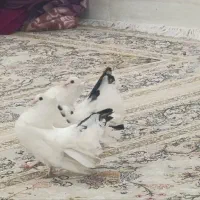 کبوتر چتری