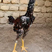 جوجه خروس لاری