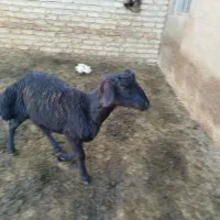 تعدادی‌بره‌قوچ