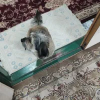 سگ تریر|سگ|مشهد, انقلاب|دیوار