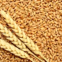 گندم دیم مرغوب و درشت