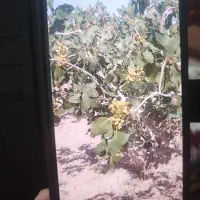 پسته سفید فیض آباد