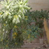 بلوک سیمانی