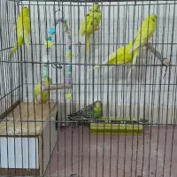 فروش مرغ عشق