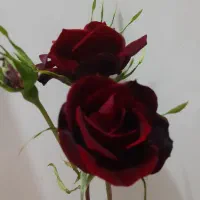 گل  طبیعی  ۴۰ شاخه ۵۰۰