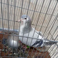 کفترساده امری