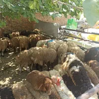 بین الملل زنده قصاب گوسفند
