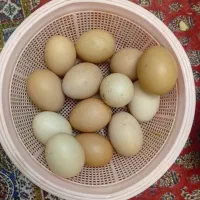 تخم مرغ نطفه دار محلی