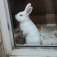 خرگوش چشم رنگی سفید برفی