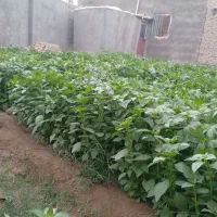 سبزی ریحان