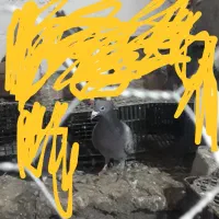 مگس گمشده|حیوانات|زابل, |دیوار