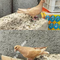 کبوتر ارشینگل و زرد کرمونی