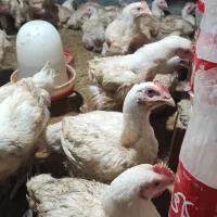 جوجه مرغ گوشتی بدون سوزن آنتی بیوتیک زنده فوری