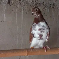 کبوتر جوان کهنه غریب