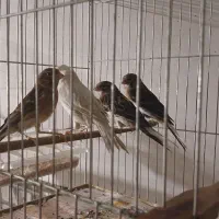 قناری ماده با3تا جوجه