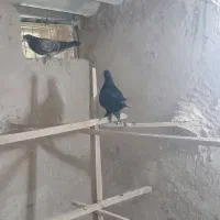 دوعدد جوجه گرفتنی لویی