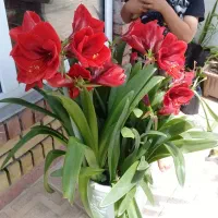 گل نسرین  گل درشت هلندی قرمز