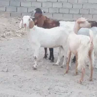 ۷ عدد گیسه  اوست بازدید ریگان  مزاحم نشه خدای الکی