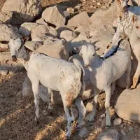بزعربی